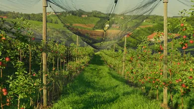 Silence the Complaints: How Agricultural Nets Create a Peaceful Orchard Environment Silence the Complaints: How Agricultural Nets Create a Peaceful Orchard Environment